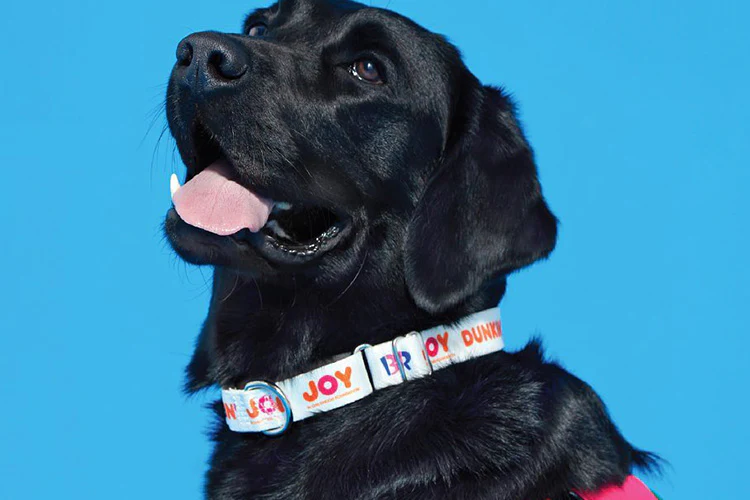 A Guide to Applying a Martingale Collar on Your Dog