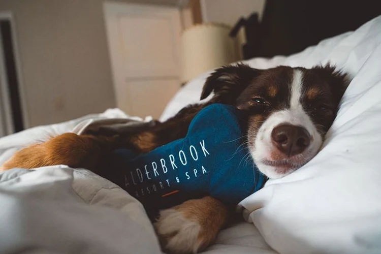 Does Your Pet Sleep Beside You?