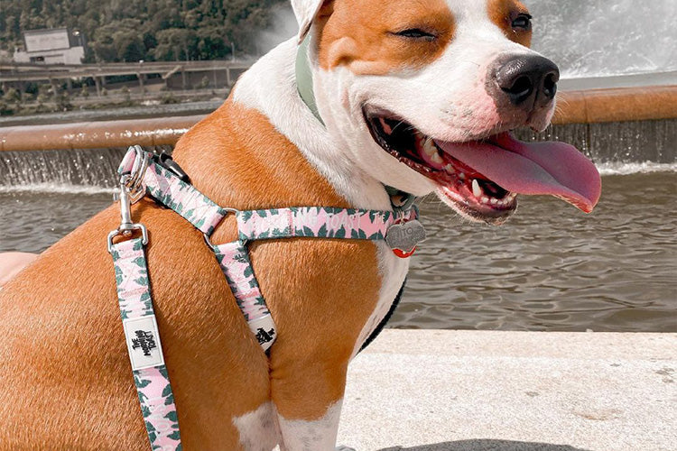 5 Rules Of Etiquette When Shopping With Your Dog