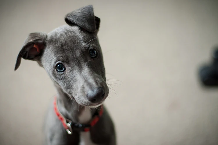 3 Types of Pet Training Every Owner Must Do to Raise a Good Dog