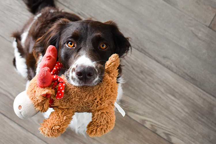 4 Reasons Why Your Dog Is Attached to Their Favorite Toy