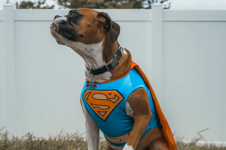 How To Become A Pet Industry Influencer