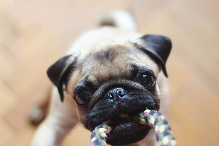 Why Is Playtime Important to Your Pup’s Well-Being?