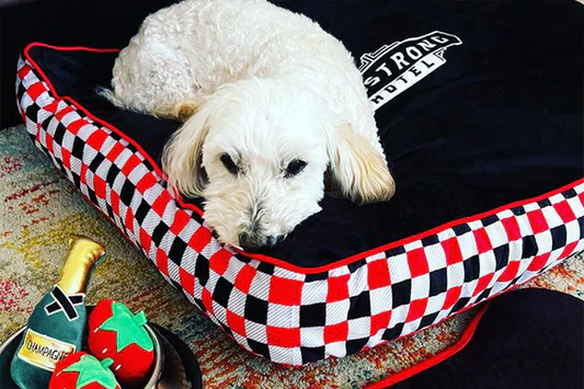 AIA Greenville to Launch Pet Architecture Competition in Support of Greenville County Animal Care