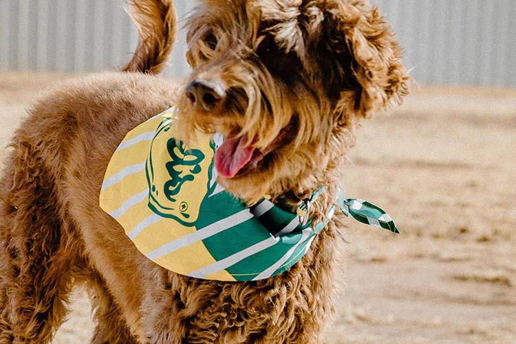 4 Tips for Styling Your Dog’s Bandana
