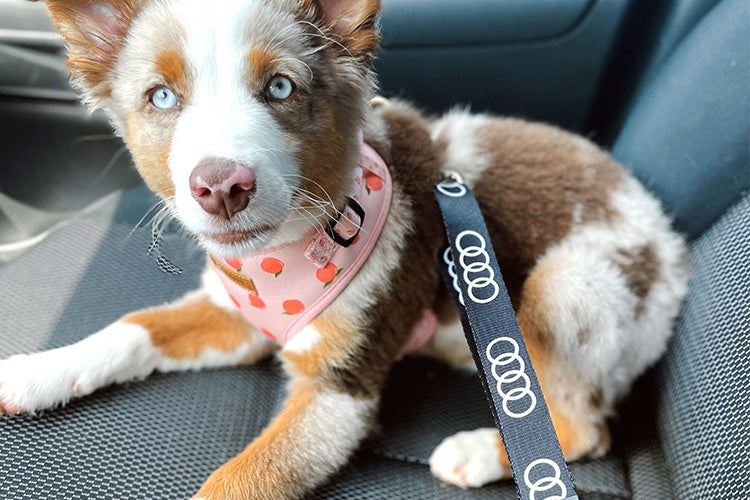 5 Pet Safety Tips to Remember This Summer Break
