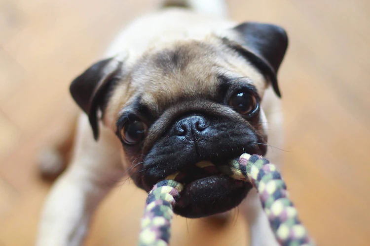 How To Market Your Business On Pet-Centric Holidays