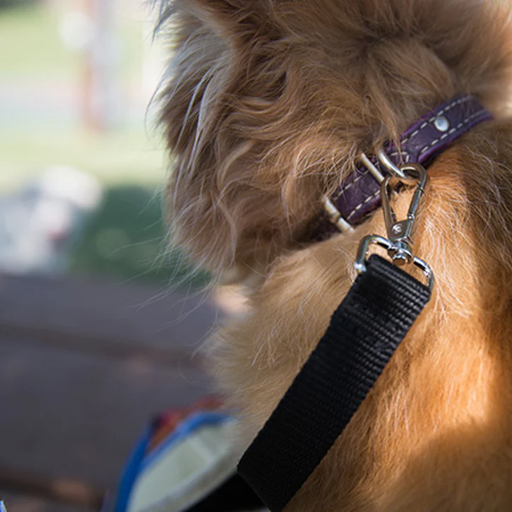 Canvas Pet Carrying Tote Bag