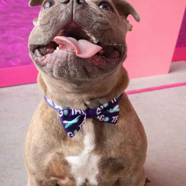 Dapper Dogware: Branded Dog Ties