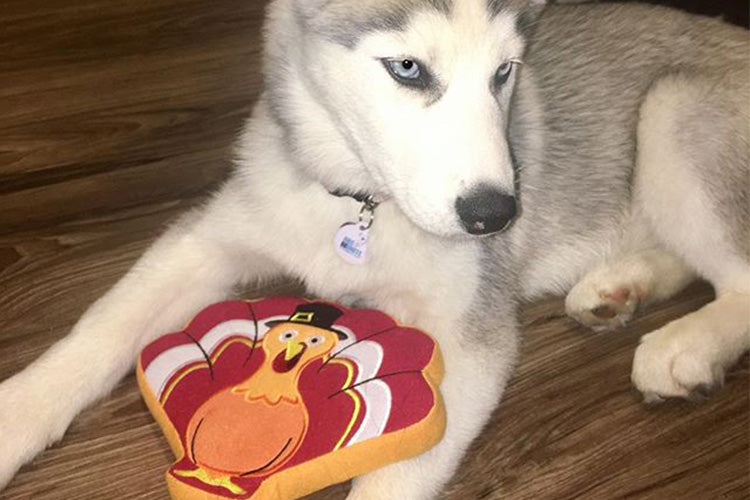How to Keep Your Dogs Safe And Healthy On Thanksgiving