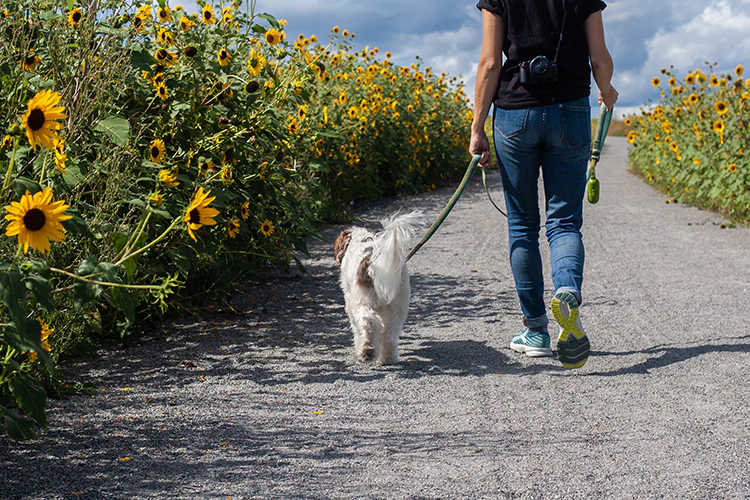 Remember These 5 Tips When Taking Your Dog Along for Thanksgiving