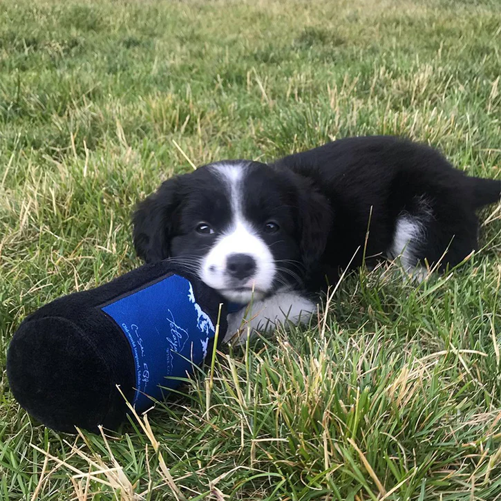Bottle Dog Toys: Wine Not?