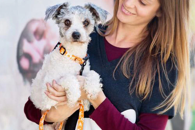 Dogs Being Returned To Shelters: Tips for Overwhelmed Pet Owners