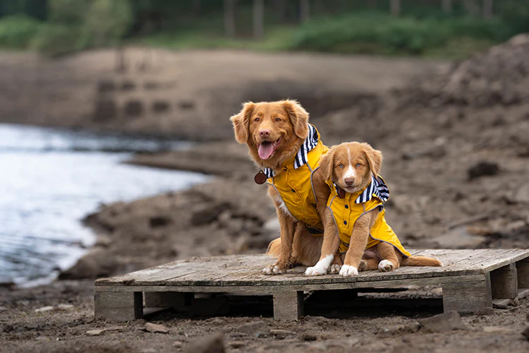 Keep Your Pup Snug and Stylish with These 6 Fall Outfit Ideas