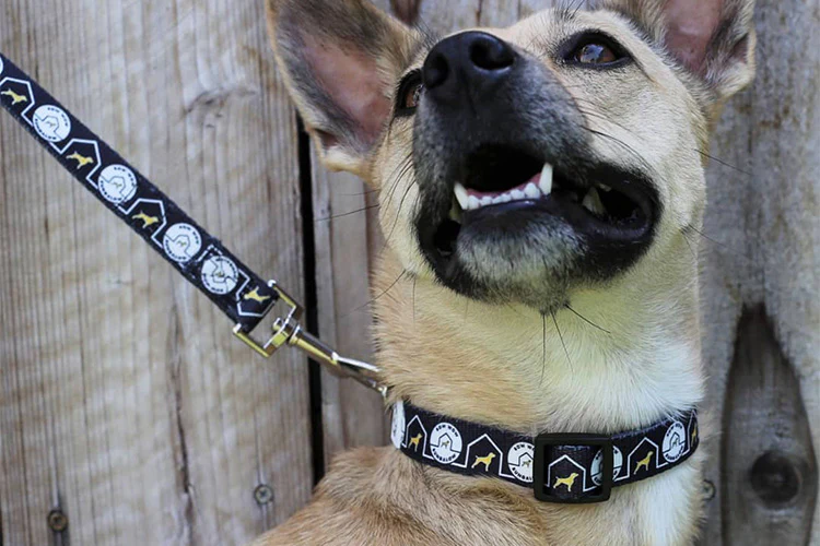 Lakewood, CA Offers Affordable Vaccines and Other Essential Pet Services for Bow Wow and Meow Day