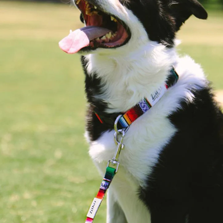 dogs with collars