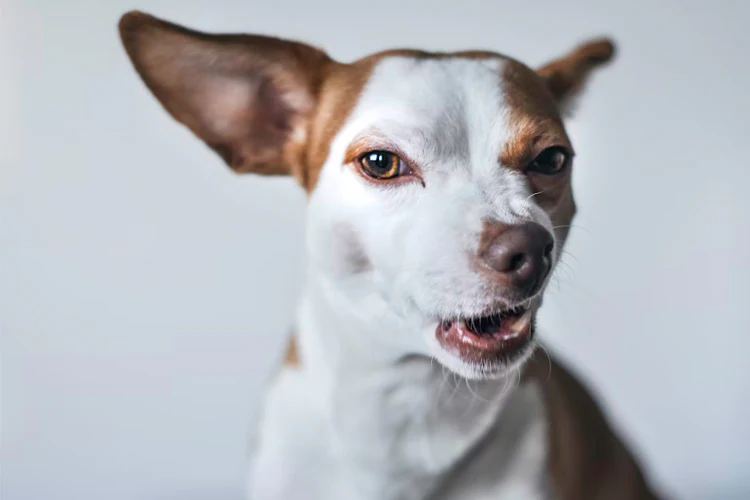 Why Does Your Pup Refuse to Share?