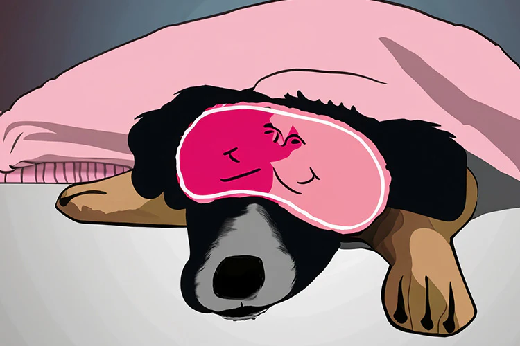 Environment Can Influence How Dogs Dream, Study Shows