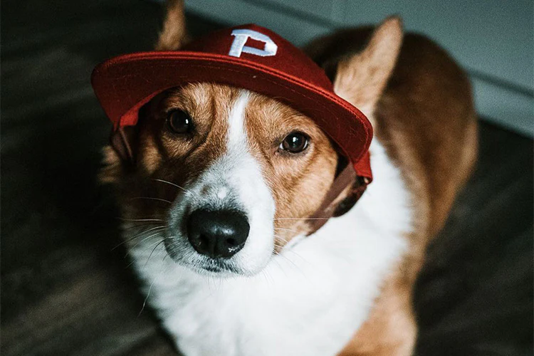 9 Essentials for Camping with Your Dog