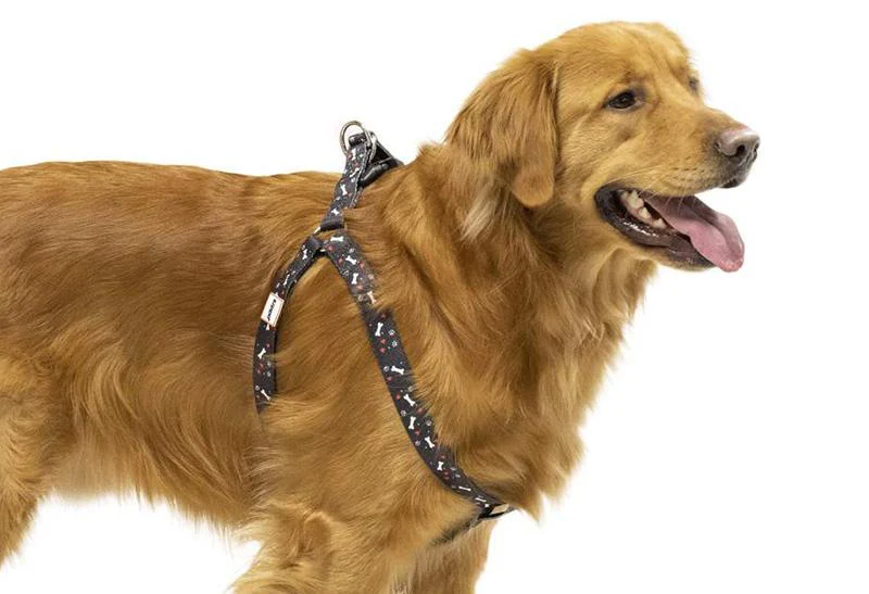 How To Market To Pet Parents On Walk Your Dog Day