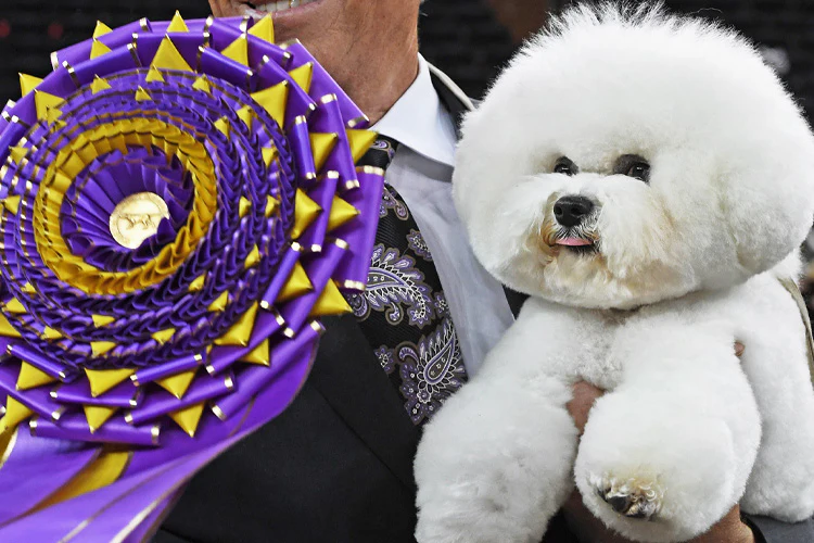 Dogs Compete In Bonanza Kennel Club Dog Show