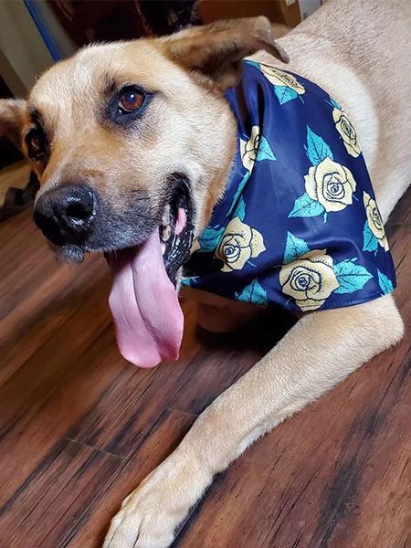 The K9 Kerchief: Customizable Branded Dog Bandanas