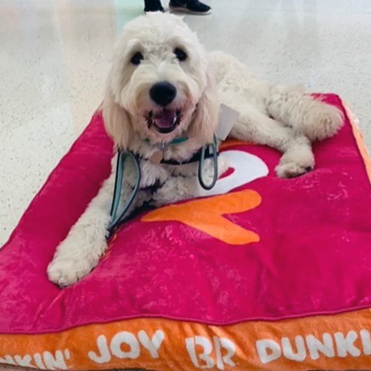 Customizable Dog Beds: Sit. Stay. Snooze.