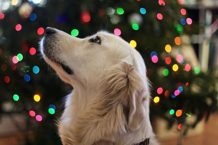 AZ Veterinarian Gives Pet Safety Tips
