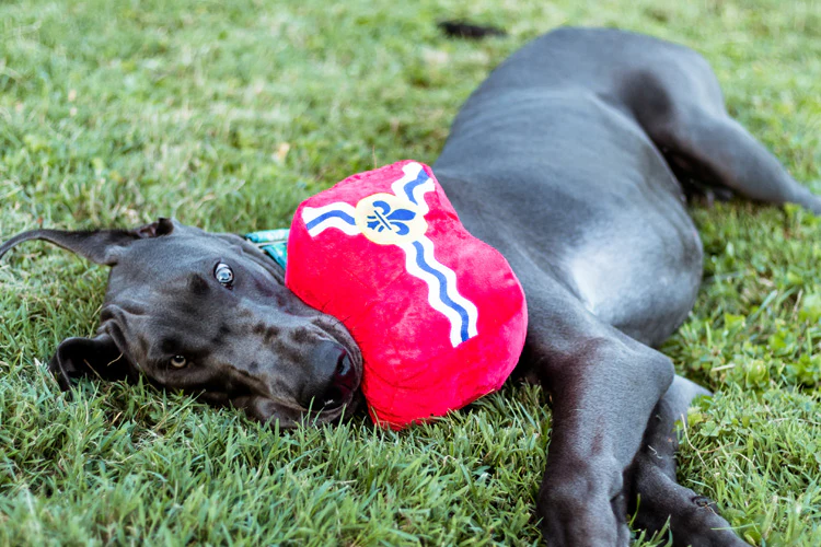 Proper Pet-iquette: How Your Dog Should Behave at The Dog Park