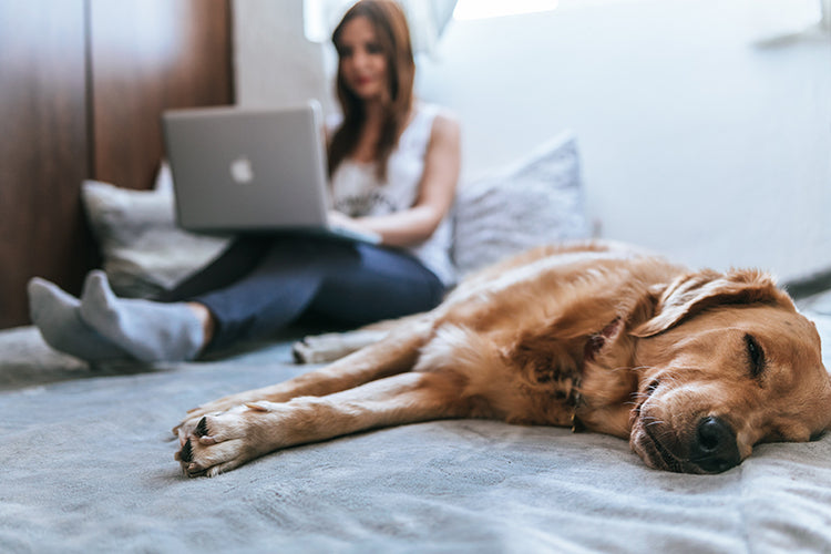 5 Design Tips to Achieve a Chic and Pet-Friendly Home