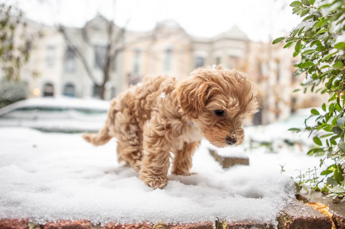 4 First Aid Tips for Doggie Emergencies
