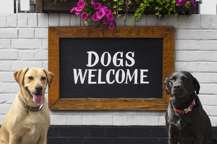 Not Pet-Friendly, Yet? Start Here