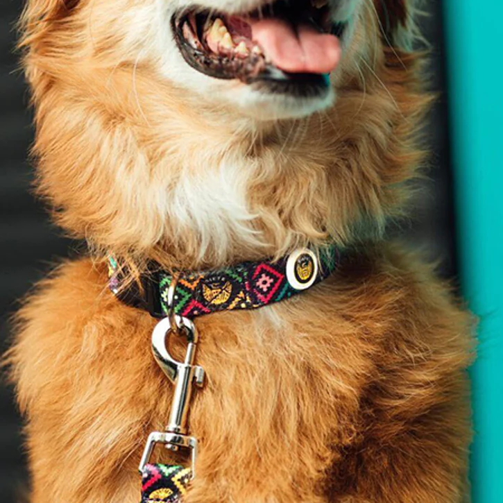 The Customizable Nylon Dog Collars