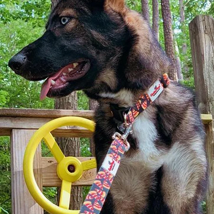 printed dog collars