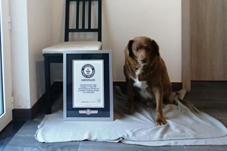 Bobi, the World’s Oldest Dog, Turns 31