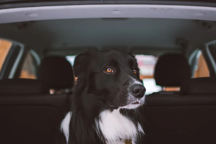 How To Road-Trip Safely With Your Dog