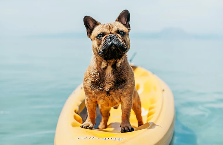 5 Pet Safety Tips to Remember This Summer Break