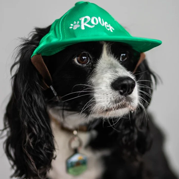 The Official Canine Cap