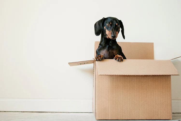 5 Adorable Gift Ideas for Dogs and their Owners