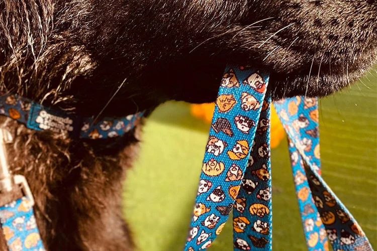 Should You Use a Slip Leash for Your Dog?