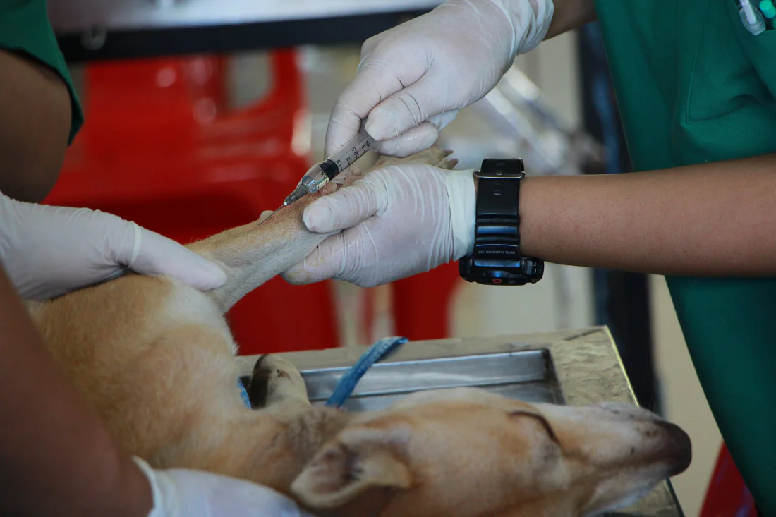 Hundreds of Dogs Die, Fall Ill Due to Pet Food Company's FDA Violations