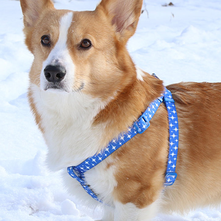 Step In Dog Harnesses For Safer Walks
