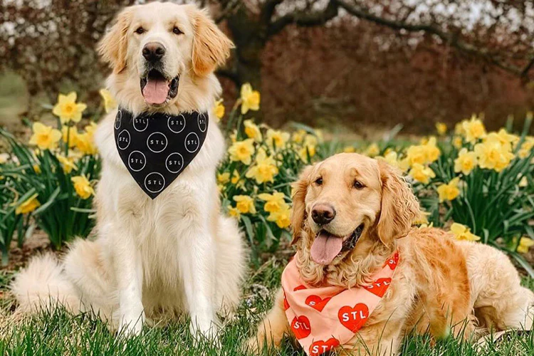 Fun Ways To Celebrate National Dog Week