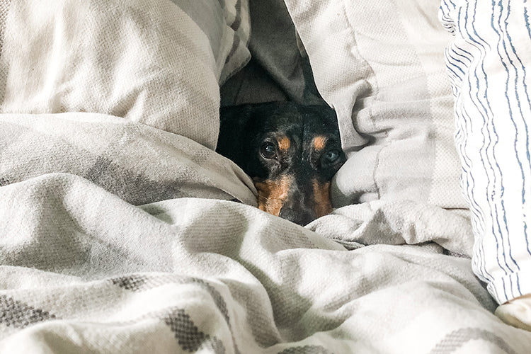 Reclaim Your Bed By Teaching Your Dog to Sleep in Theirs
