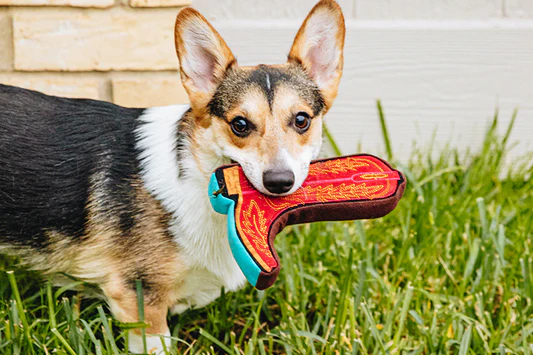 US Market for Dog Treats and Chews Projected to Exceed USD 4.8B by 2033