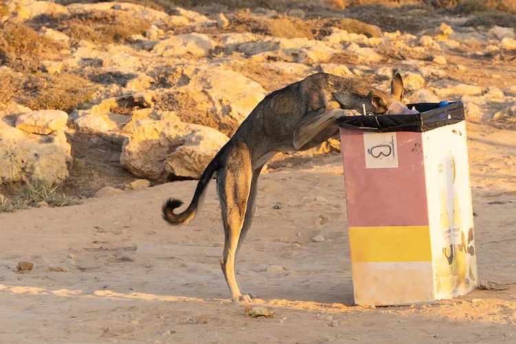 How to Prevent Your Dog from Digging in the Trash