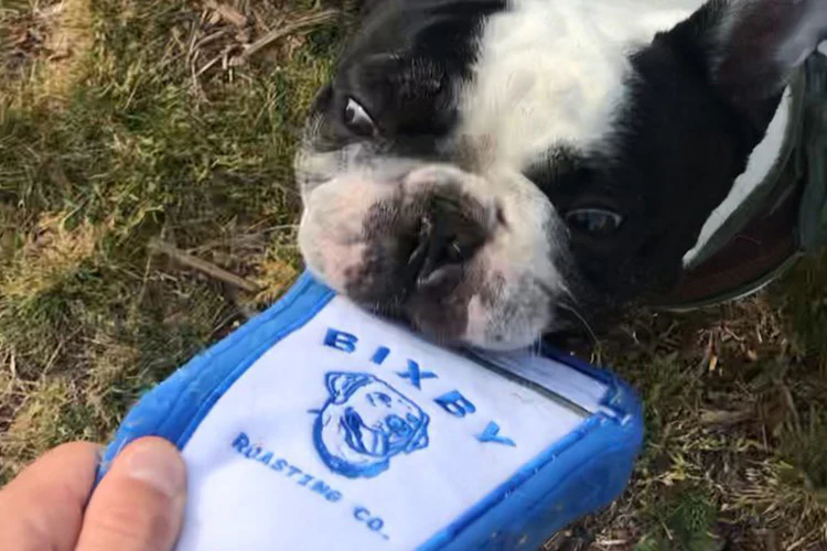 How To Enjoy Socially-Distant Pet Celebrations