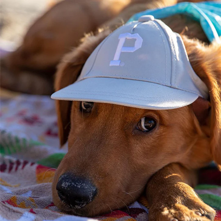 The Official Canine Cap