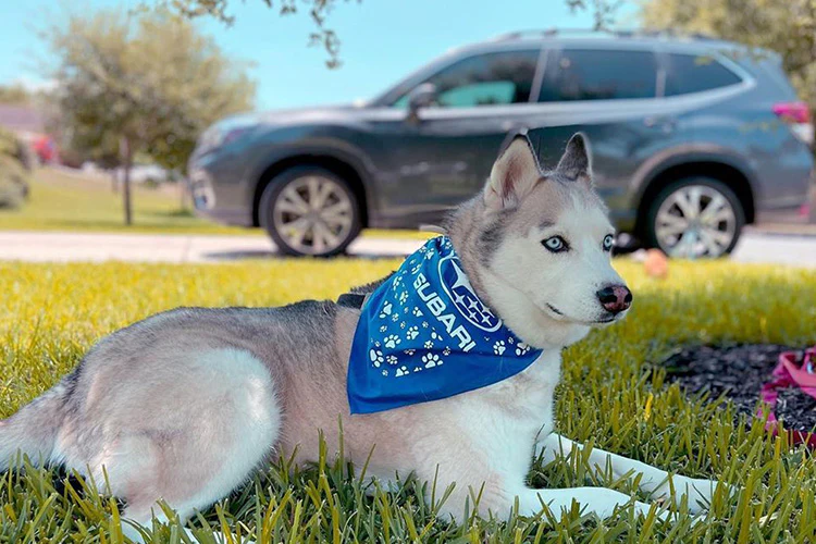 5 Ways To Make Your Car More Pet-Friendly