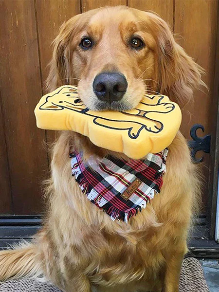 dog toy